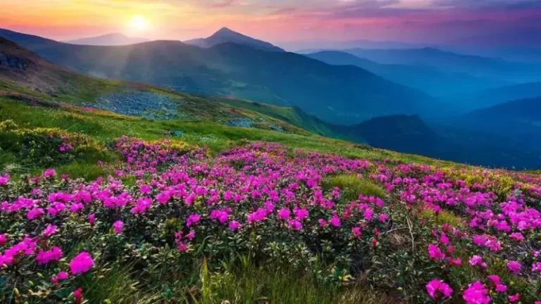 Best Places to See Flowers Blooming in India – Spring Travel (Feb–April)